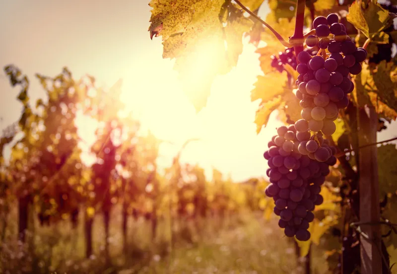 buying and doing business in the Italian wine industry